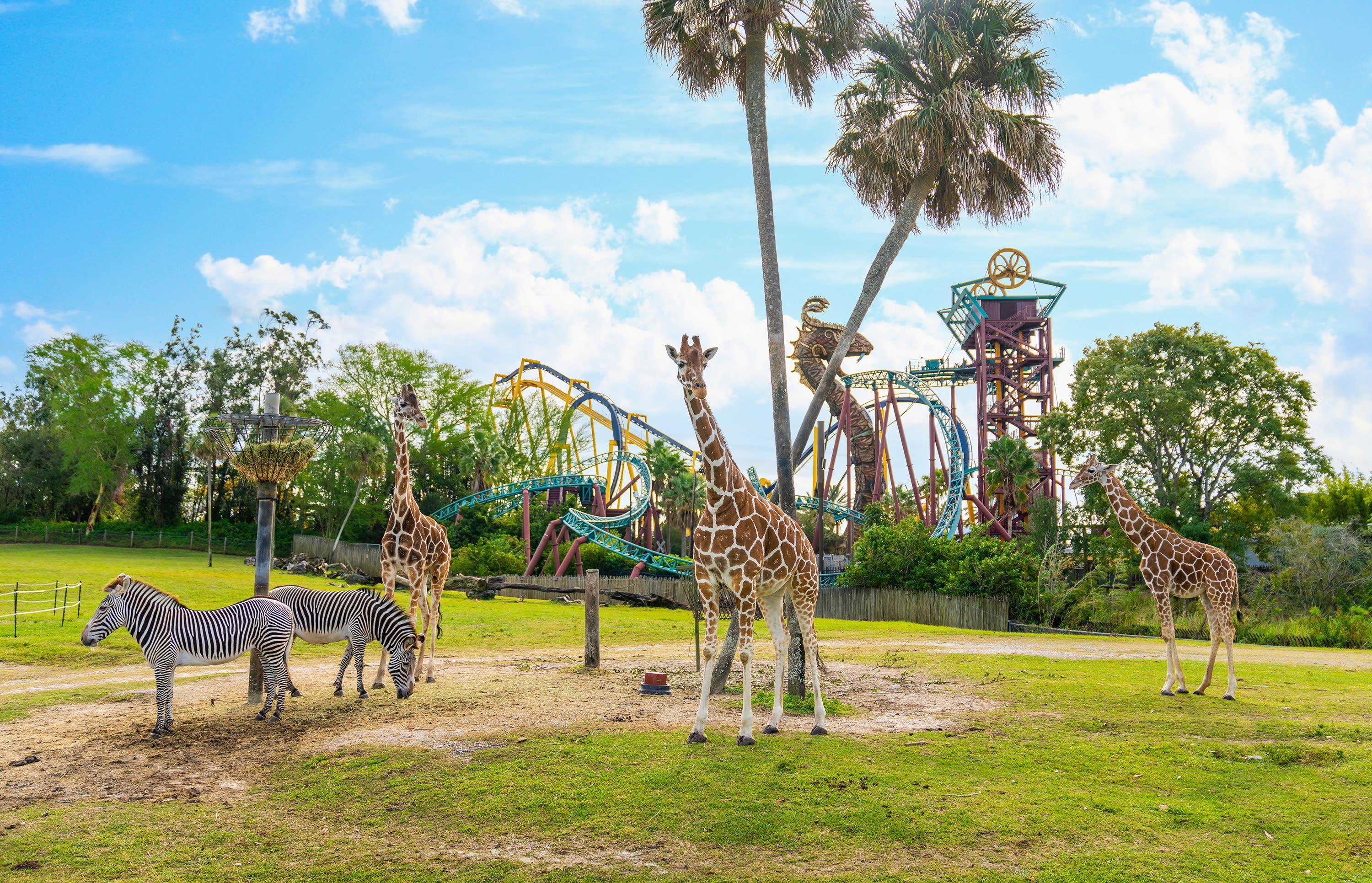 Hero image for Busch Gardens Tampa