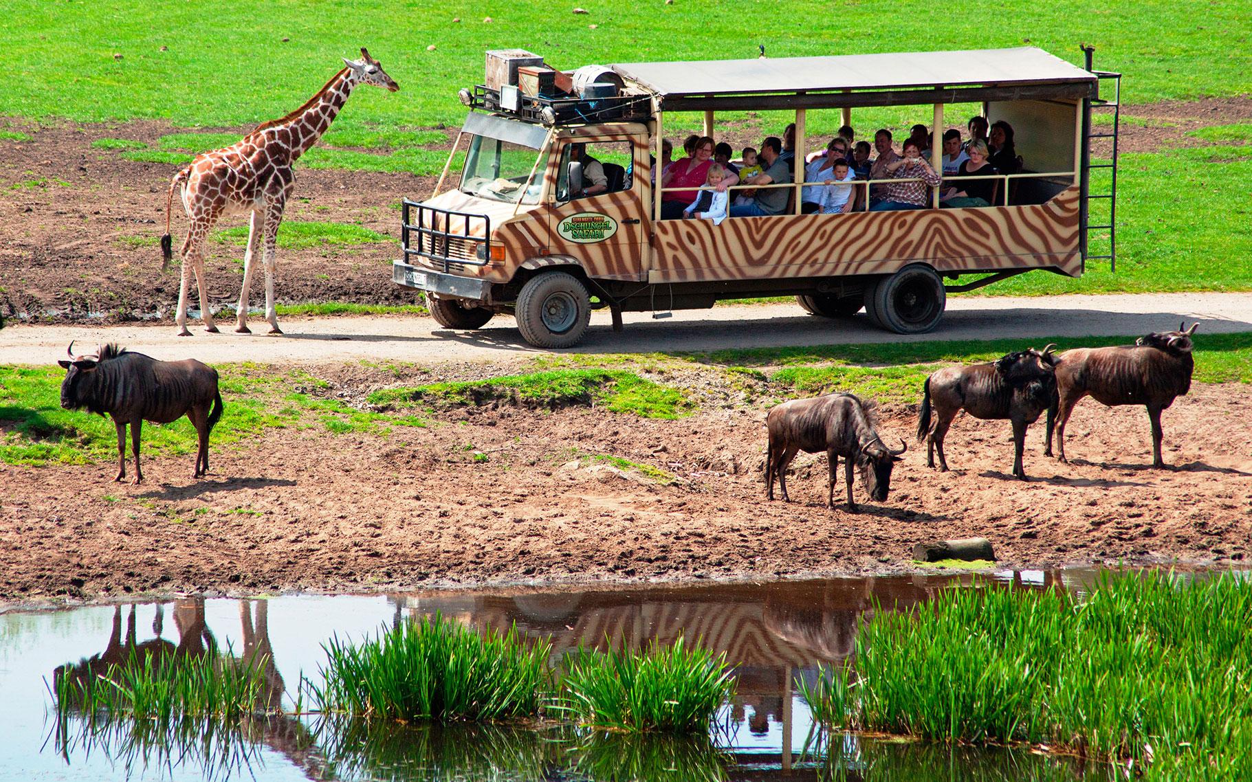 Serengeti Safari